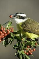 Super goed Kiskadee, pitangus sulphuratus, calden Woud, la pampa, Argentinië foto