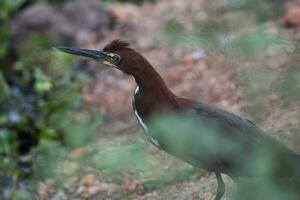 rufescent tijger reiger in Woud milieu, pantanal Woud, mato grof, Brazilië. foto