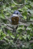 geringd ijsvogel neergestreken, banken van de cuiaba rivier, mato grof, pantanal, Brazilië foto