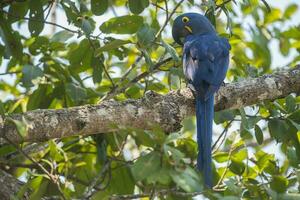 hyacint ara in Woud milieu, pantanal Woud, mato grof, Brazilië. foto