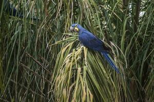 hyacint ara, pantanal Woud, Brazilië foto