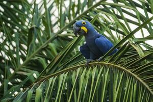 hyacint ara in Woud milieu, pantanal Woud, mato grof, Brazilië. foto