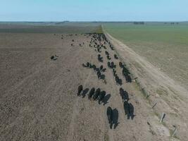 kudde van koeien in de pampa veld, argentinië foto