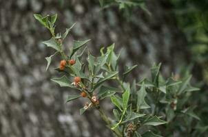 jodina rhombifolia , bladeren en fruit, calden Woud, la pampa Argentinië foto