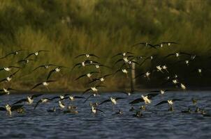 zuidelijk stelt, himantopus melanurus in vlucht, la pampa provincie, Patagonië, Argentinië foto