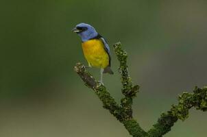 blauw en geel tanager, mannelijk, la pampa provincie, Patagonië, Argentinië. foto