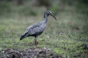 loodgieter ibis, theristicus caerulescens, pantanal, mato grof, Brazilië. foto