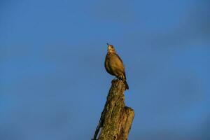 rufous hoornaar , Argentijns nationaal vogel, Cordoba provincie, provincie Argentinië. foto