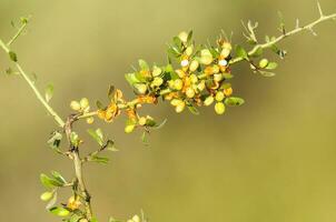 wild fruit in pampa Woud omgeving, la pampa provincie, Patagonië, Argentinië. foto