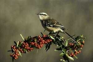 wit gestreept mokingvogel , la pampa provincie, Patagonië Woud, Argentinië. foto