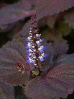 coleus ungu in de tuin foto