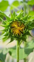 bunga matahari of zon bloem of helianthus annuus l foto