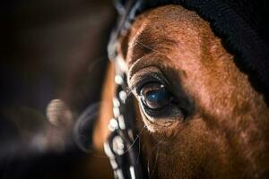 paard oog detailopname foto