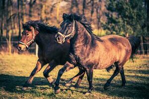 twee gelukkig hucul pony paarden rennen samen. foto