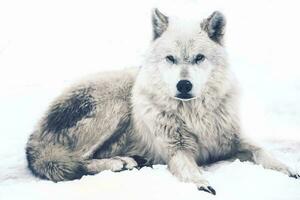 houdende arctisch wolf foto