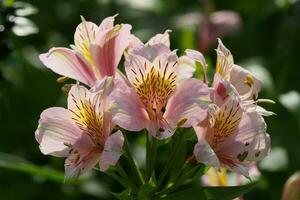 verlicht roze en geel bloemen foto