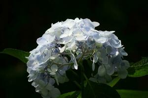 pale blauw hortensia foto