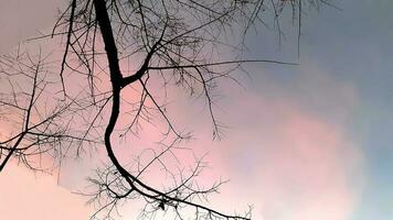 creëren schoonheid landschap, met roze, blauw lucht op zoek omhoog bladerloos boom. natuur atmosfeer avond is helder en charmant in platteland, Thailand. foto