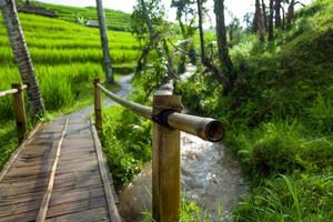 de tegallalang rijstterrassen in Bali in Indonesië in