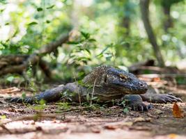 monitorhagedis op komodo-eiland in indonesië foto