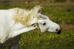 wit paard beven hoofd foto