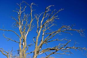 naakt boom met blauw lucht foto