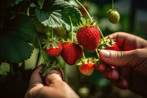 aardbeien in handen foto