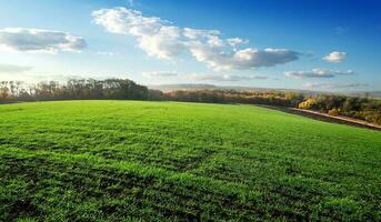 veld- van winter gewassen foto