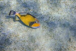 groot groen op gang brengen vis zweven in de buurt de zeebedding in Doorzichtig water gedurende duiken in marsa alam foto