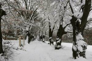 oud weg met veel linde bomen en geweldig sneeuw gedurende wandelen foto