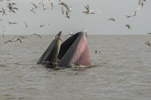 Bryde's walvis, Eden's walvis, vis etend aan de Golf van Thailand. foto