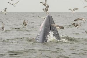 Bryde's walvis, Eden's walvis, vis etend aan de Golf van Thailand. foto