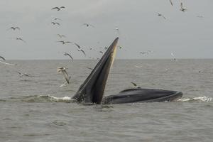 Bryde's walvis, Eden's walvis, vis etend aan de Golf van Thailand. foto