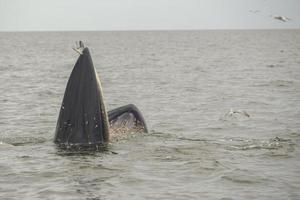 Bryde's walvis, Eden's walvis, vis etend aan de Golf van Thailand. foto