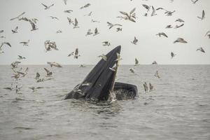 Bryde's walvis, Eden's walvis, vis etend aan de Golf van Thailand. foto