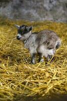 aanbiddelijk baby lam in de schuur foto