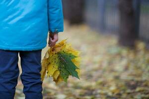 jongen van zes jaren met bundel van geel esdoorn- bladeren in de herfst park. foto