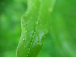 groen fabriek structuur na regen foto