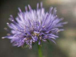 zomer bloem detailopname in de tuin foto