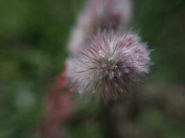 wilde bloemen bloeide in de platteland foto