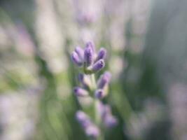 bloemen groeide in zomer in de tuin in de dorp foto