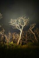 brandend bomen gefotografeerd Bij nacht met een sterrenhemel lucht, la pampa provincie, Patagonië , Argentinië. foto