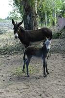 ezel pasgeboren baby in boerderij, Argentijns platteland foto