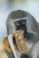 vervet aap aan het eten een banaan, kruger nationaal parkeren, zuiden Afrika foto