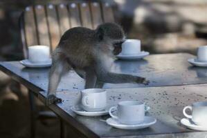 vervet aap, Kruger nationaal parkeren, zuiden Afrika foto