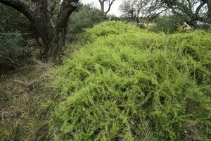 calden Woud landschap, geofraea decorticans planten, la pampa provincie, Patagonië, Argentinië. foto