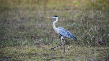 wit nek reiger in grasland omgeving, pantanal , Brazilië foto