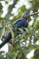 hyacint ara, pantanal Woud, Brazilië foto