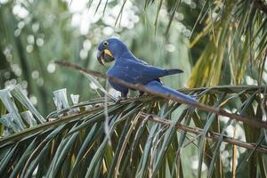 hyacint ara, pantanal Woud, Brazilië foto