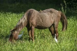 paard en wit reigers, pantanal , Brasil foto